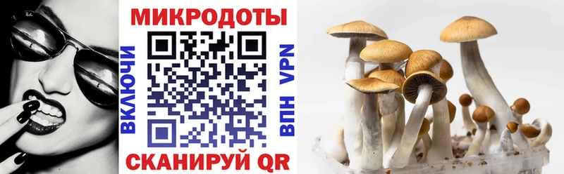 как найти   Сатка  Галлюциногенные грибы Psilocybine cubensis 